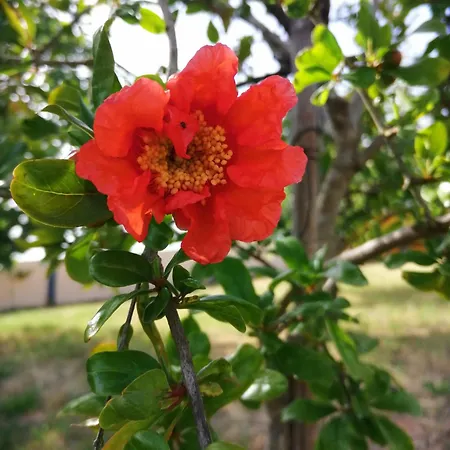 Casa Do Pinheiro Near Obidos With Garden Carvalhal (Leiria)