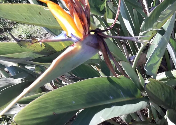 Casa de Férias Casa Do Pinheiro Near óbidos With Garden *